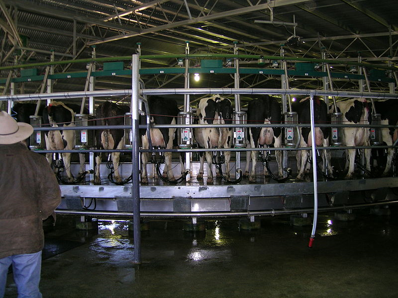 Photograph of a rotary milking ramp in operation